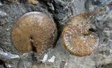 Fox Hills Ammonite Concretion - Multiple Species #2064-3